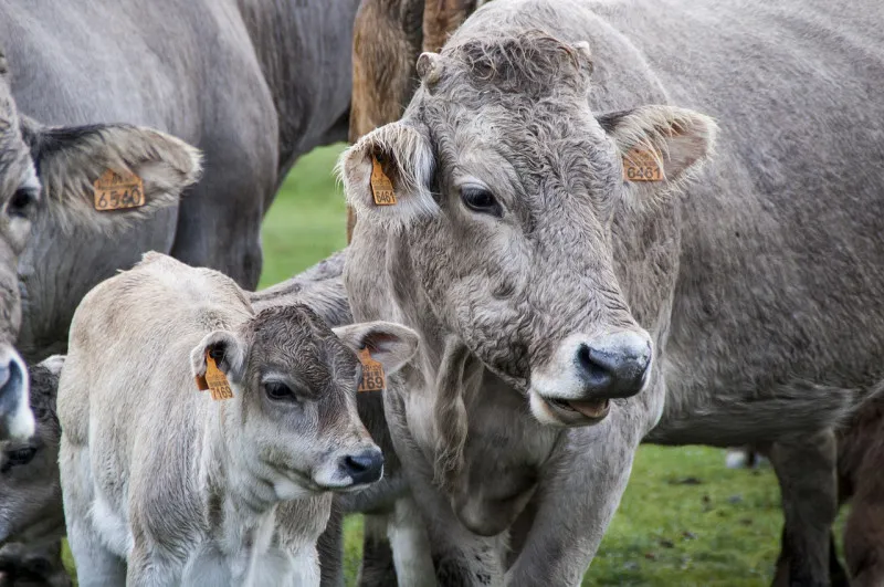 В сельхозорганизациях Пензенской области произведено 79,6 тыс. тонн молока