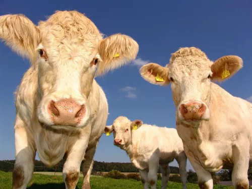 В Пензенской области с карантина сняли более 700 коров из Венгрии