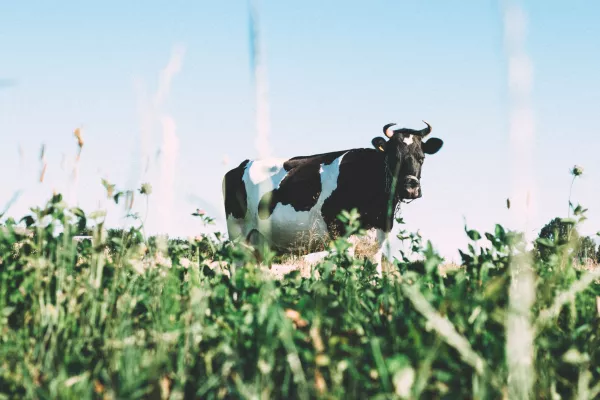 Пензенская область занимает первое место в ПФО по надою молока на одну корову