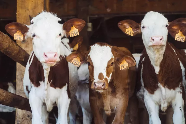 В молочном животноводстве Пензенской области внедрен ряд новых технологий